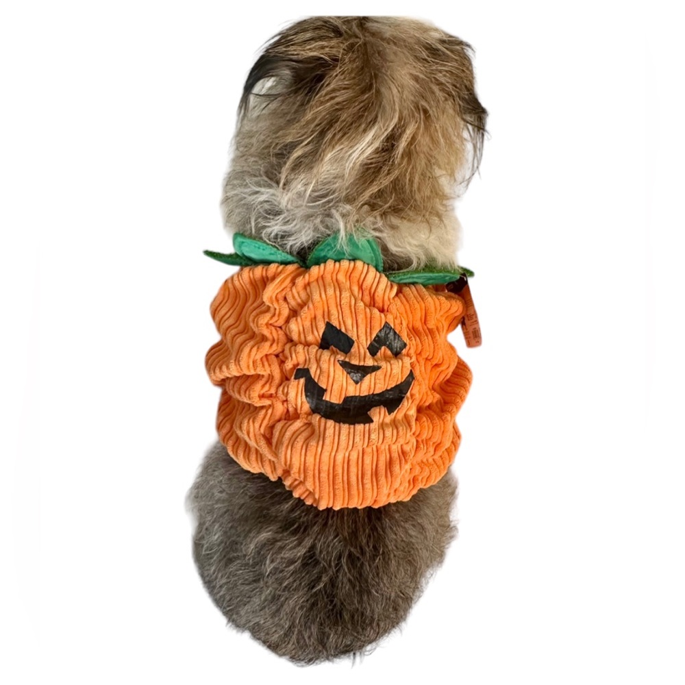 Petco Small Dog Green & Orange Pumpkin Costume